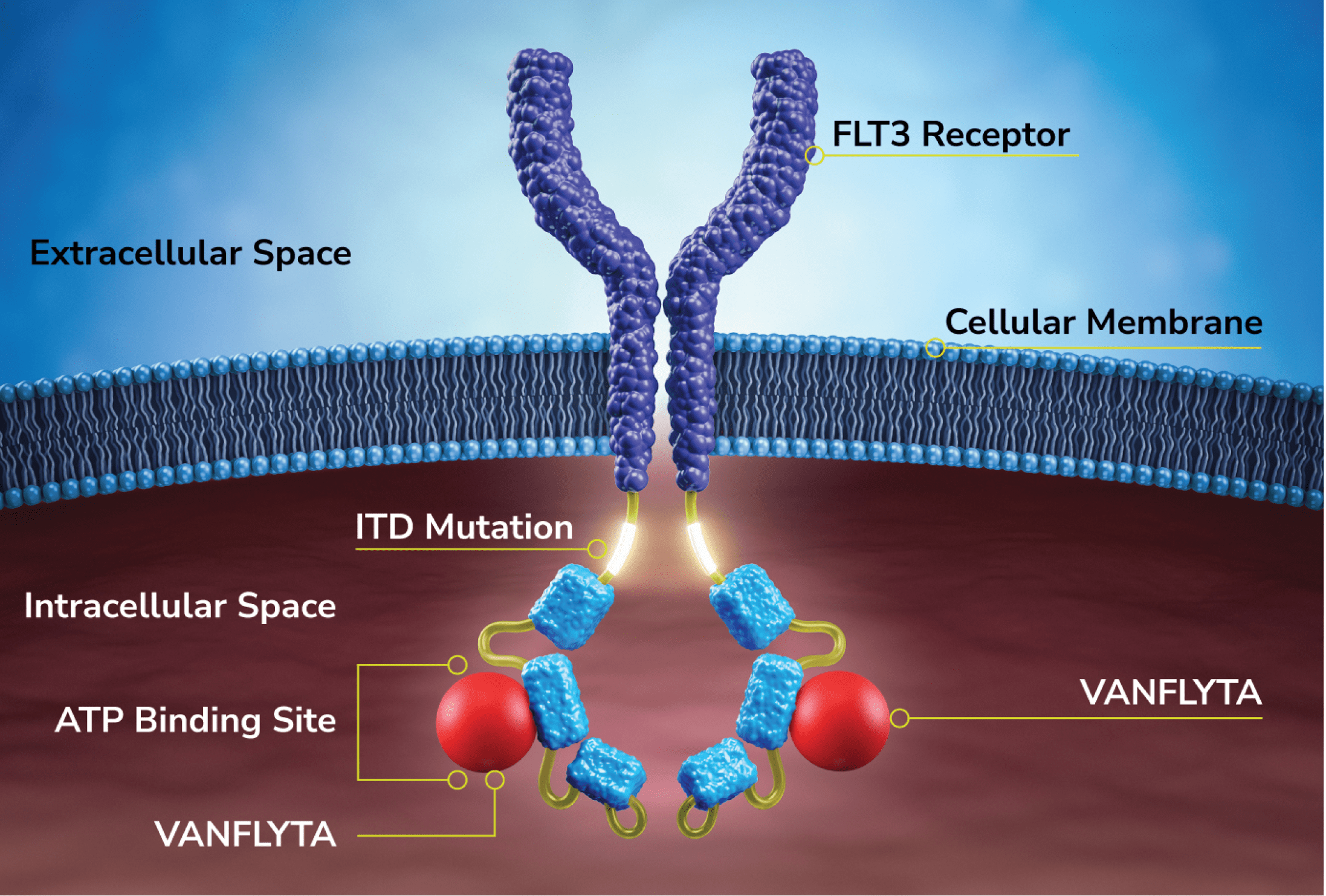 Image representing mechanism of action for VANFLYTA